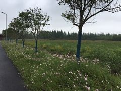 -上海长兴岛郊野公园