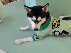 -怪兽屋·羊驼·猫咖·狗咖(俊华广场店)