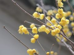 -无锡梅园公园