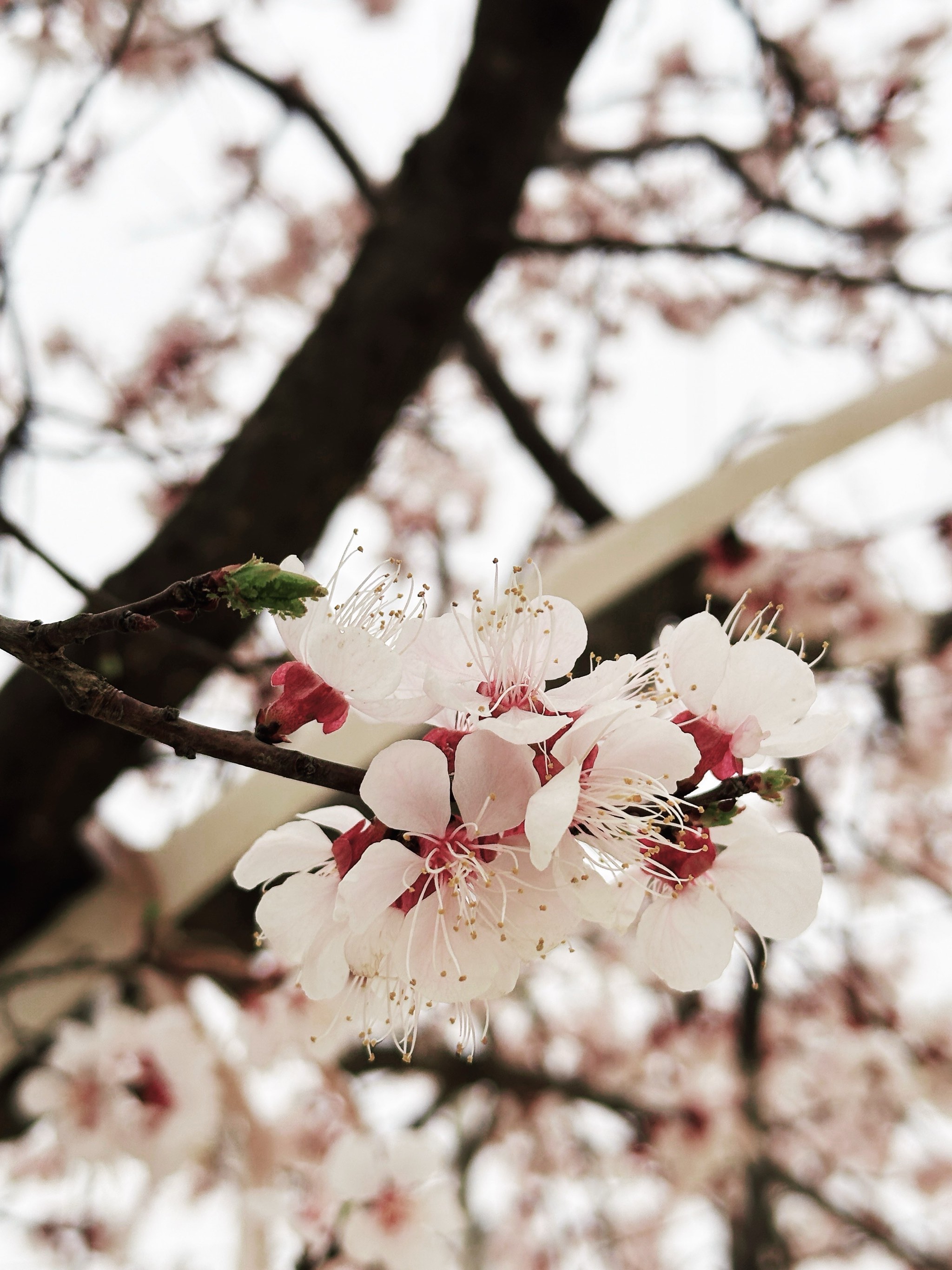 樱花和桃花对比图片