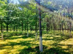 -永定河休闲森林公园