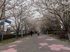 -高东镇樱花园