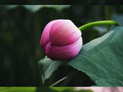 -陈家山荷花公园