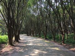 景点-大湾区中央湿地公园