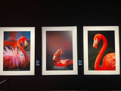 -罗红摄影艺术馆