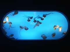 -太平洋海底世界