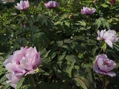 -莲花池公园