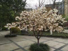 -阿拉木汗餐厅(山大路店)