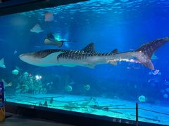 -烟台海昌鲸鲨海洋公园