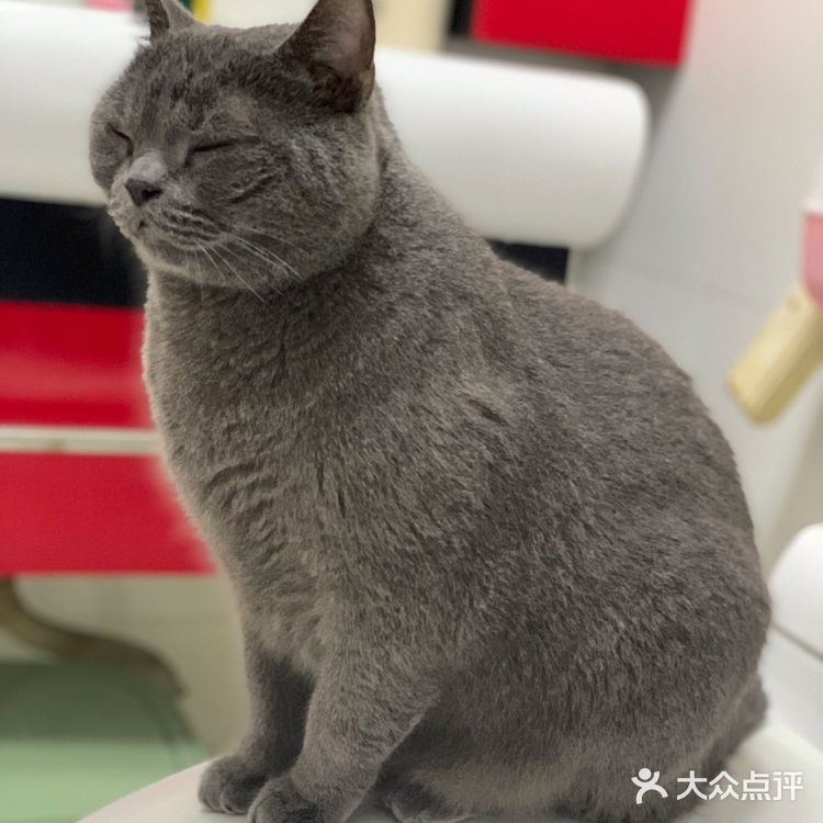 肥的流油、活波可爱的小猫咪!