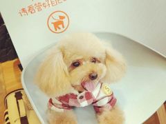 -八公叔叔宠物美容连锁(春申店)