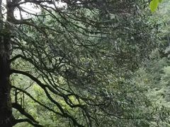-井冈山风景名胜区