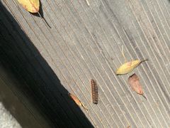 -东天目山风景区