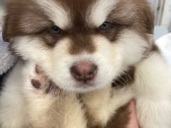 -Let's go狗咖·猫咖·奶狗·桌游(春熙路IFS店)