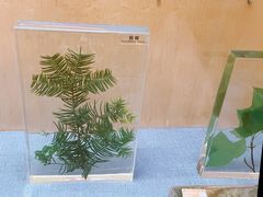 -陕西自然博物馆