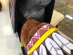 -宠爱国际动物医院· 猫科· 外科·中兽医(长白店)