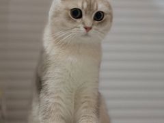 -东方名猫馆·英短金渐层布偶猫舍(环线广场1号楼店)