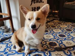 -more than meow吴止猫主题餐厅(承德 中船汇店)