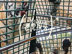 -深圳野生动物园