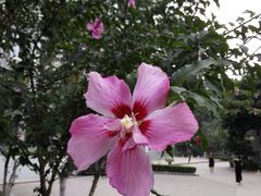 -山东大学(洪家楼校区)