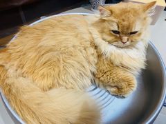 -MOCHA明星猫咖(田子坊店)