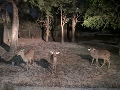 -清迈夜间动物园