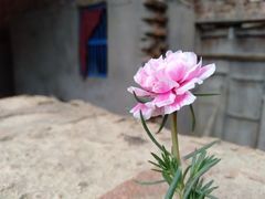 -维乐口腔医院(星海湾分院)