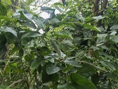 -呀路古热带植物园