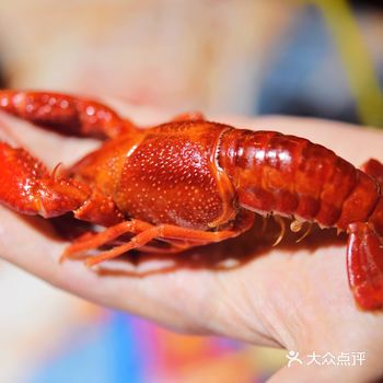 吃掉一只优秀的小龙虾，等于抓住了一个热辣的夏天