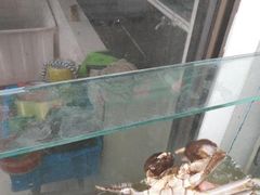 -小陆莲花蟹园农家乐(莲花岛店)