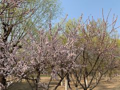 -大兴滨河森林公园