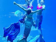 -烟台海昌鲸鲨海洋公园
