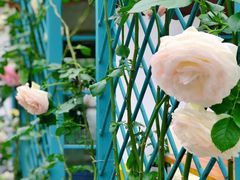 -三圣花乡旅游区