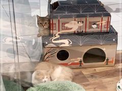 -袖虎·猫馆(体育西路店)
