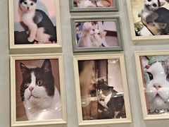 -藏猫猫咖啡主题馆(中央大道店)