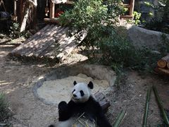 -泉州海丝野生动物世界