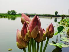 -白洋淀风景区