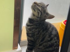 -瑞鹏宠物医院犬猫全科(真大分院)