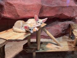 -Zoolung Zoolung动物主题公园(海信广场店)