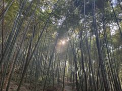 -上海佘山国家森林公园天马山园