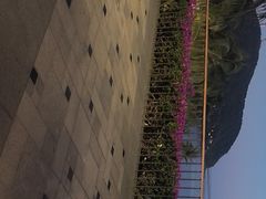 -日落吧·海景咖啡厅·餐酒吧·鸡尾酒·下午茶·乐队表演·浪漫夕阳·三亚文华东方酒店