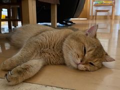 -东方名猫馆·英短金渐层布偶猫舍(环线广场1号楼店)