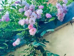 -颐和路民国时期公馆-风貌区