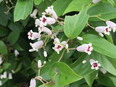 散步拍的花儿们（鸡矢藤）-美视五月花高尔夫度假酒店(滨海西店)