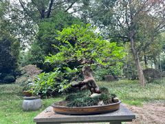 -杭州植物园
