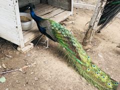 -北京鹿世界主题园