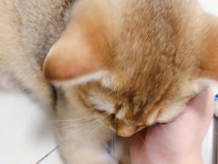 -猫大福·Fortune Cat猫舍(百子湾店)