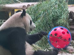 -杭州野生动物世界