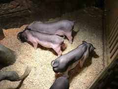 -zoonana室内动物园(东方福来德店)