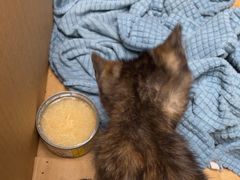 -安安宠医宠物医院·异宠·犬猫内科(岳阳分院)
